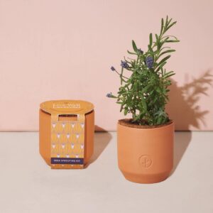 Terracotta Kit: Lavender