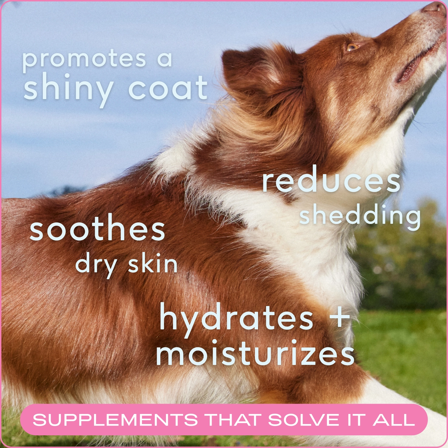 Native Pet Skin + Coat Chews, Skin & Coat Supplement For Dogs - Image 2